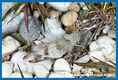 Blauflgelige dlandschrecke, Odipoda caerulescens Weibchen