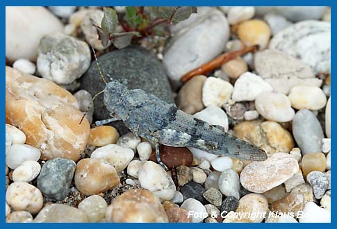 Blauflgelige Sandschrecke Sphingonotus caerulans Weibchen.