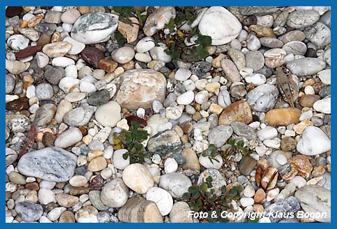 Blauflgelige Sandschrecke Sphingonotus caerulans, Suchbild