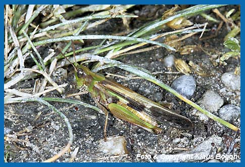 Grne Strandschrecke, Aiolopus thalassinus Weibchen.