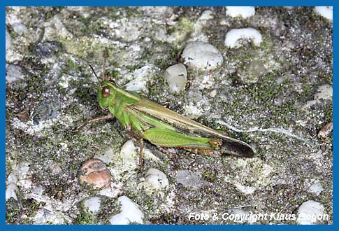 Grne Strandschrecke, Aiolopus thalassinus Weibchen.