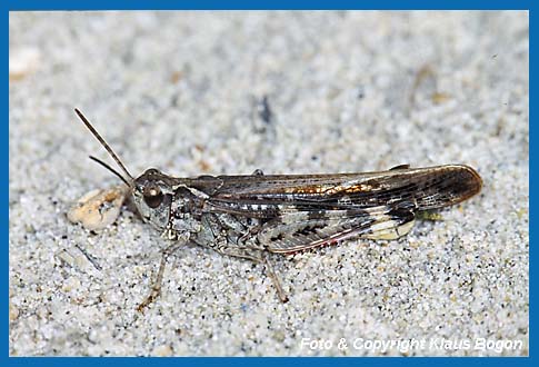 Grne Strandschrecke, Aiolopus thalassinus Weibchen