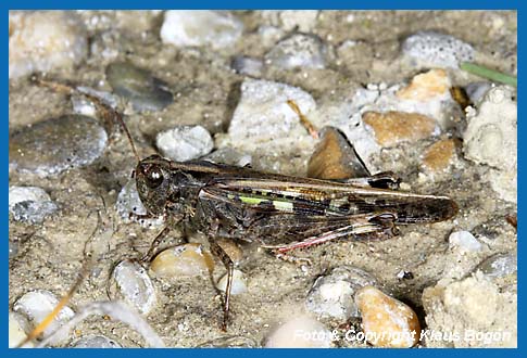 Panonnische  Strandschrecke Epacromius coerulipes Weibchen