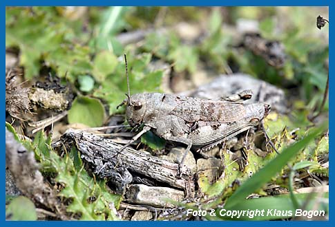 Rotflgelige Schnarrheuschrecke Psophus stridulus Weibchen