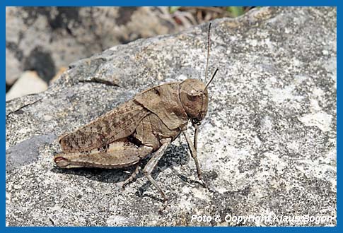 Rotflgelige Schnarrheuschrecke Psophus stridulus Weibchen