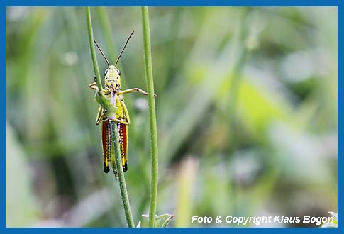 Sumpfschrecke Mecostethus grossus, Mnnchen