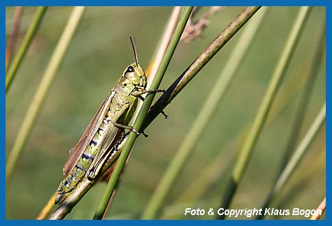 Sumpfschrecke Mecostethus grossus, Weibchen