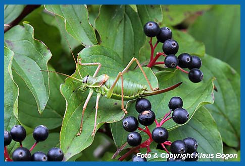 Steppen-Sattelschrecke, Ephippiger ephippiger Weibchen