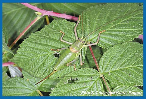 Steppen-Sattelschrecke, Ephippiger ephippiger Weibchen auf Himbeere