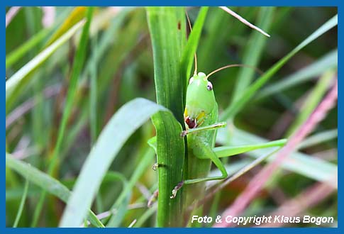 Groe Schiefkopfschrecke Ruspolia nitidula