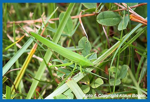 Groe Schiefkopfschrecke Ruspolia nitidula