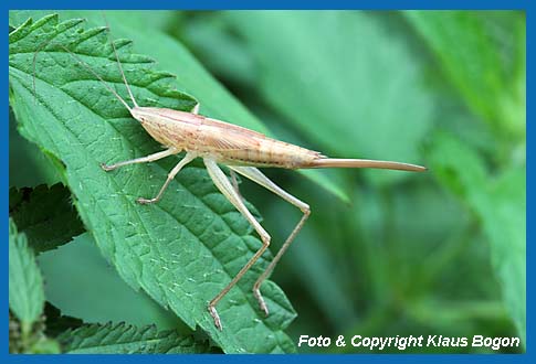 Groe Schiefkopfschrecke Ruspolia nitidula