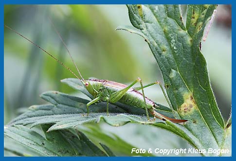 Kurzflgelige Schwertschrecke Conocephalus dorsalis, Weibchen