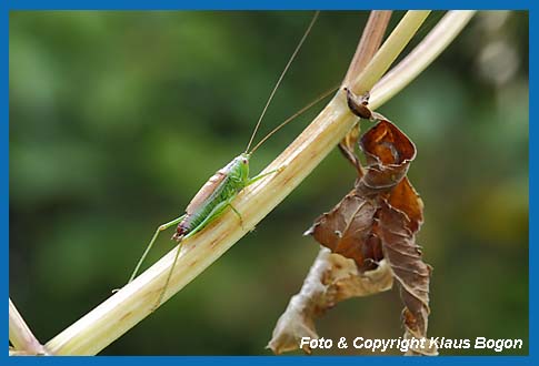 Kurzflgelige Schwertschrecke Conocephalus dorsalis, Mnnchen