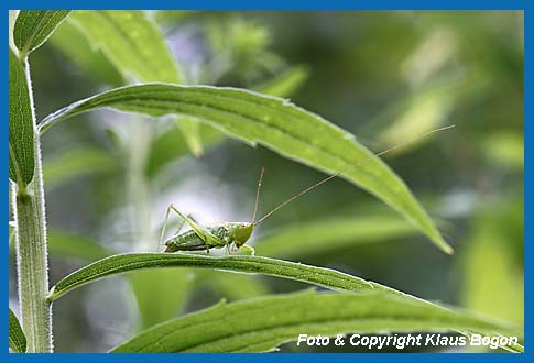 Kurzflgelige Schwertschrecke Conocephalus dorsalis, Weibchen