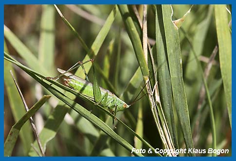 Langflgelige Schwertschrecke Conocephalus discolor