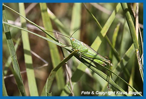 Langflgelige Schwertschrecke Conocephalus discolor