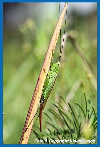 Langflgelige Schwertschrecke Conocephalus discolor  Weibchen