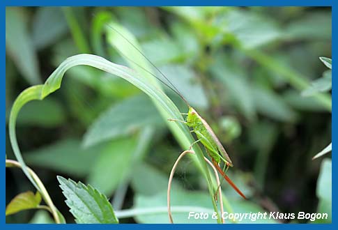 Langflgelige Schwertschrecke Conocephalus discolor  Weibchen