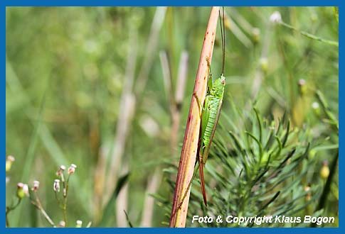 Langflgelige Schwertschrecke Conocephalus discolor  Weibchen