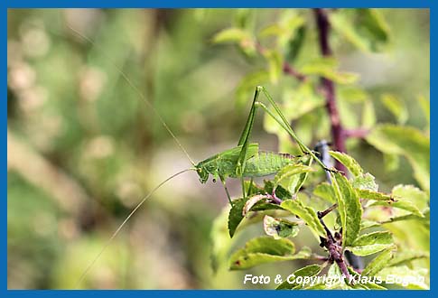 Gemeine Sichelschrecke (Phaneroptera falcata ) Mnnchen im letzten Larvenstatium.