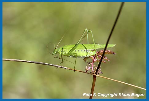 Gemeine Sichelschrecke Phaneroptera falcata ) Weibchen reinigt den rechten Fhler