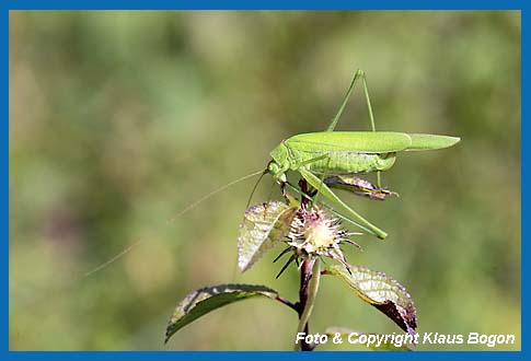 Gemeine Sichelschrecke Phaneroptera falcata ) Weibchen  reinigt den Fu des linken Sprungbeins.