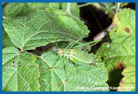 Gestreifte Zartschrecke Leptophyes albovittata Weibchen