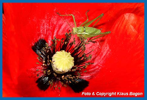 Gestreifte Zartschrecke Leptophyes albovittata Mnnchen, Larve frit Pollen von Mohnblte.