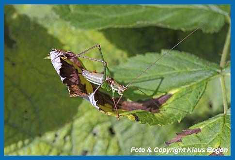 Gestreifte Zartschrecke Leptophyes albovittata  Mnnchen