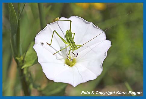 Gestreifte Zartschrecke Leptophyes albovittata Mnnchen, Larve frit Pollen von der Ackerwinde.