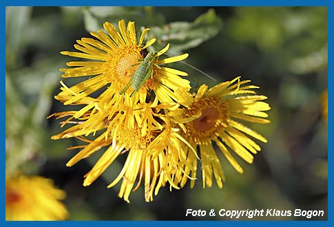 Gestreifte Zartschrecke Leptophyes albovittata Weibchen, Larve frit Pollen von Alantblte.