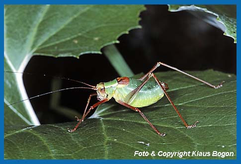 Laubholz-Sbelschrecke Barbitistes serricauda, Mnnchen