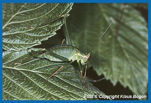 Punktierte Zartschrecke,Leptophyes punctatissima Weibchen