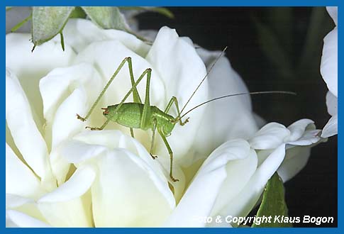 Punktierte Zartschrecke,Leptophyes punctatissima Mnnchen auf Rosenblte.