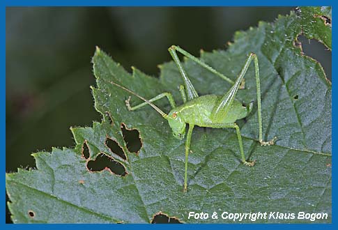 Punktierte Zartschrecke,Leptophyes punctatissima Weibchen