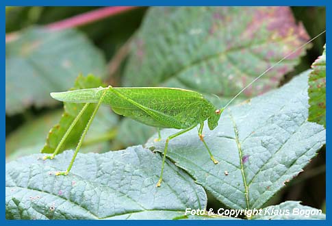 Vierpunktige Sichelschrecke Phaneroptera nana Weibchen