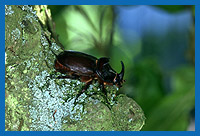 Nashornkfer (Orytes nasicornis) Mnnchen