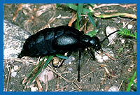 lkfer Weibchen (Meloe proscarabaeus)