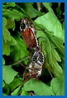 Maikfer (Melolontha melolontha) bei der Kopulation