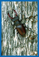 Hirschkfer (Lucanus cervus) Mnnchen