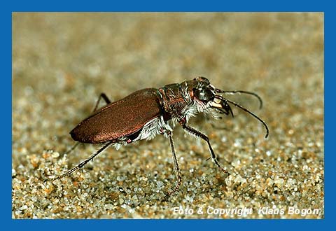 Sandlaufkfer (Lophyridia concolor concolor) Kreta