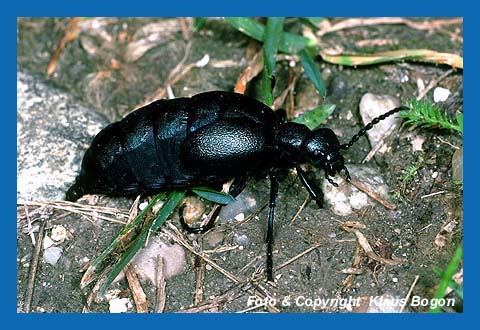 lkfer Weibchen (Meloe proscarabaeus)