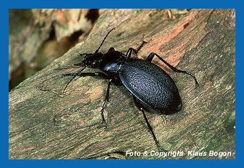 Lederlaufkfer (Carabus coriaceus)