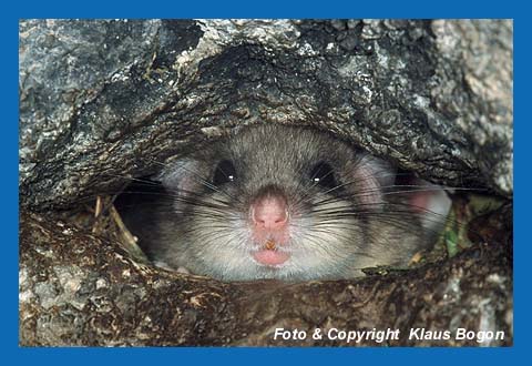 Siebenschlfer (Glis glis) in Felshhle