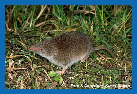 Feldspitzmaus (Crocidura suaveolens)