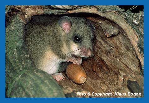 Siebenschlfer (Glis glis)