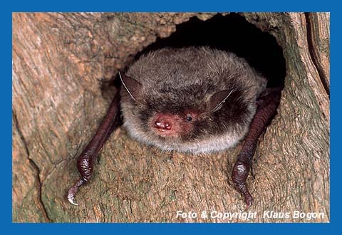 Wasserfledermaus (Myotis daubentoni)