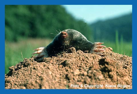 Maulwurf (Talpa europaeus)