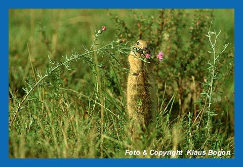 Ziesel (Citellus citellus) frit Bltenkpfe einer Glockenblume